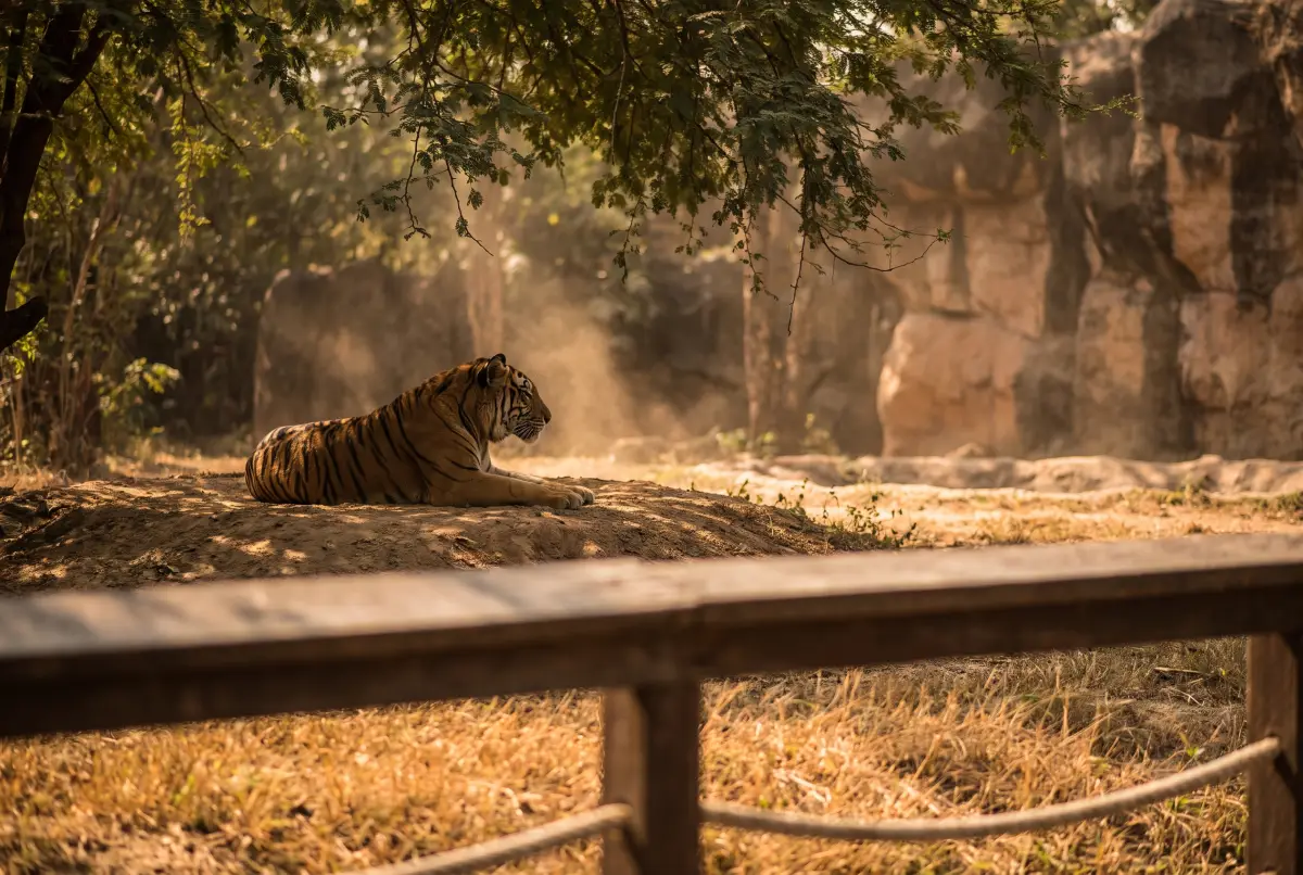 A tiger resting in profile on a raised earth mound in a shaded enclosure, seen past a wooden and rope fence rail